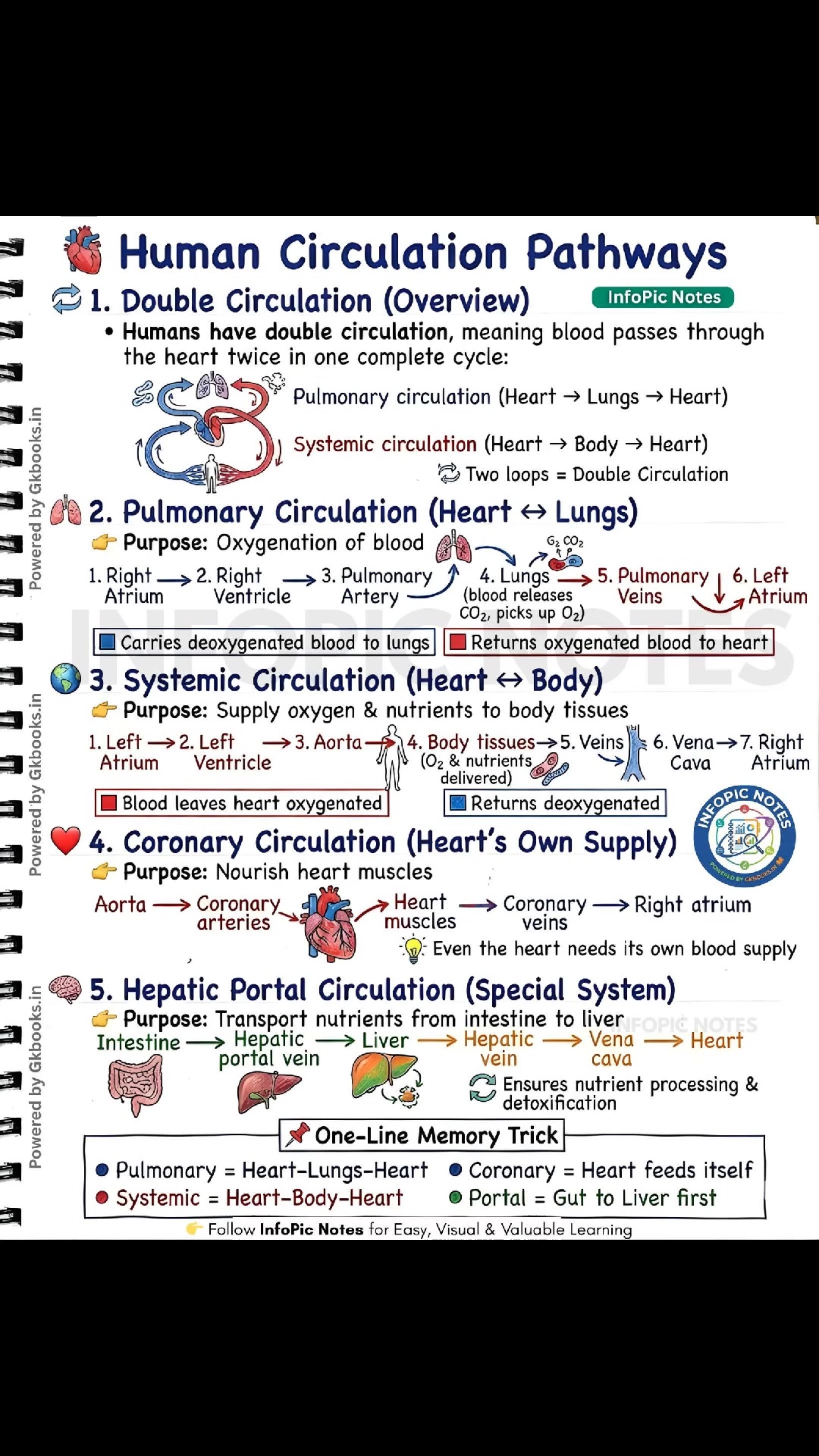 InfoPic Notes - Understand the human circulation pathway... | Facebook