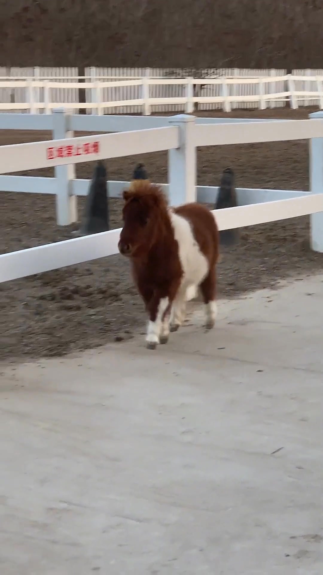 🐴💨 He's a little horse! 🎥: just_a_lil_moose & zora_gookin