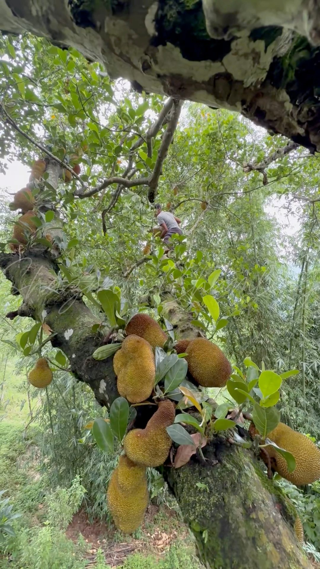 A month ago we harveste bunch of Jackfruits (Katahar) # ...
