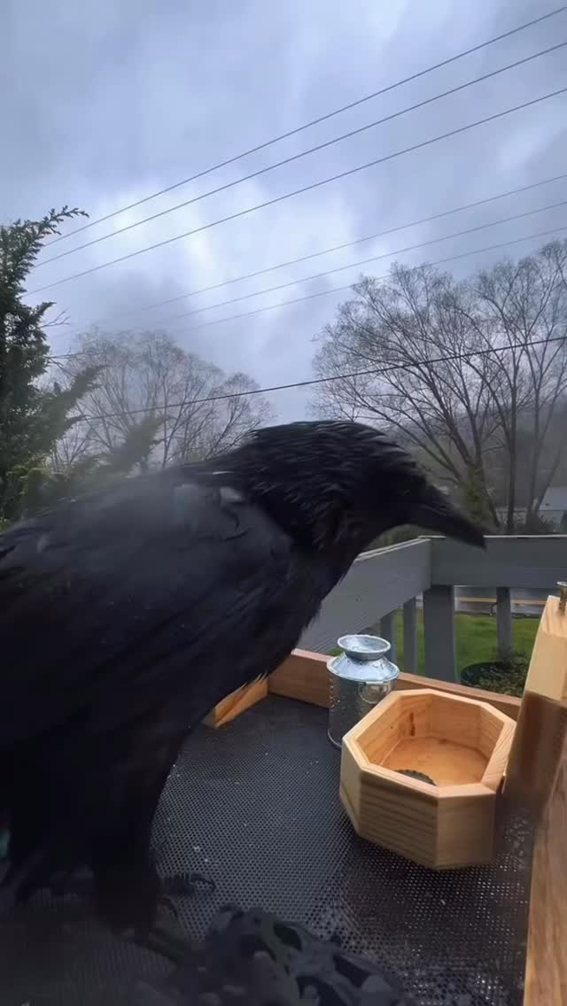 day 144 feeding crows but they’re starting to break my things | Milk ...