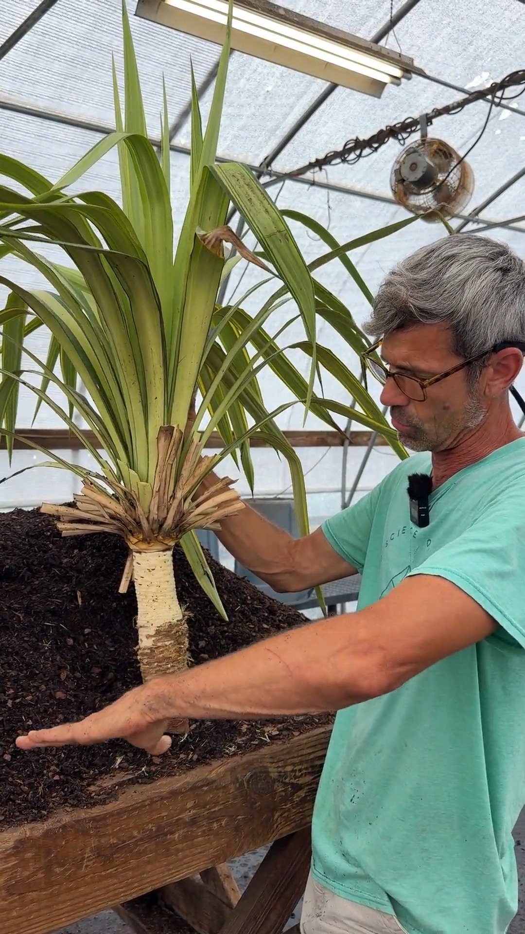 Let's tear up this yucca! The life of a new introduction in the