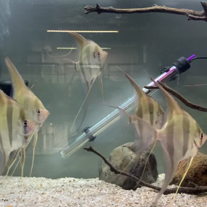 Agile Aquatics | Aldershot
