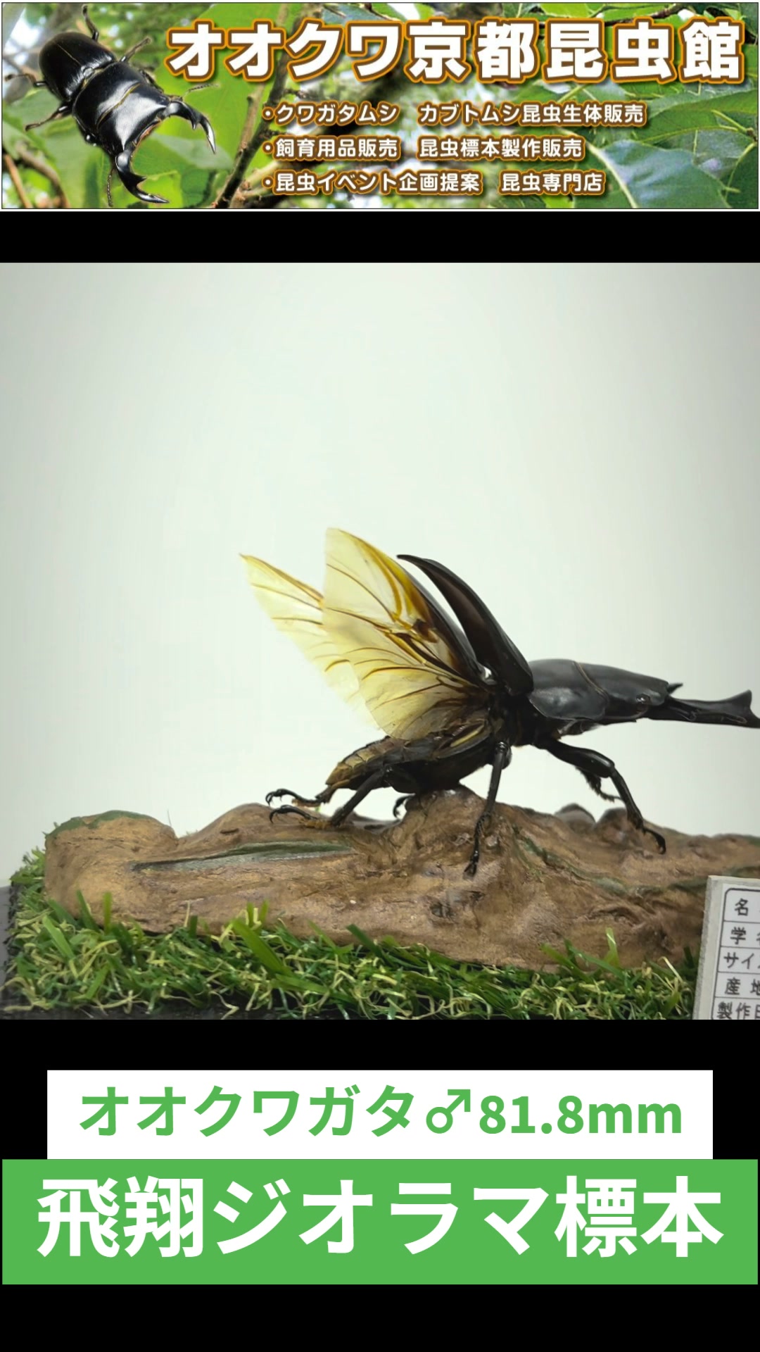 オオクワ京都昆虫館 - 珍種ヒメオオクワガタ（天然採取野外品）オス