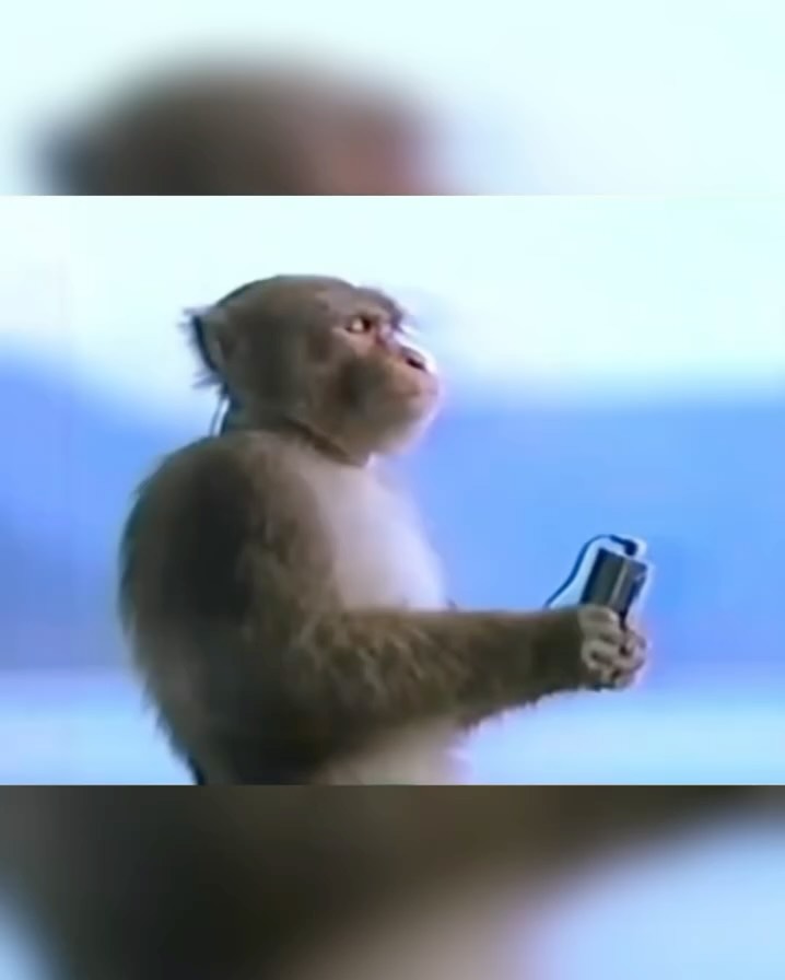廃版★昭和レトロ★1988年★WALKMAN ソニー ウォークマン 猿 カタログ Sai che una scimmia ha fatto la storia della pubblicità? 🐒 Nel