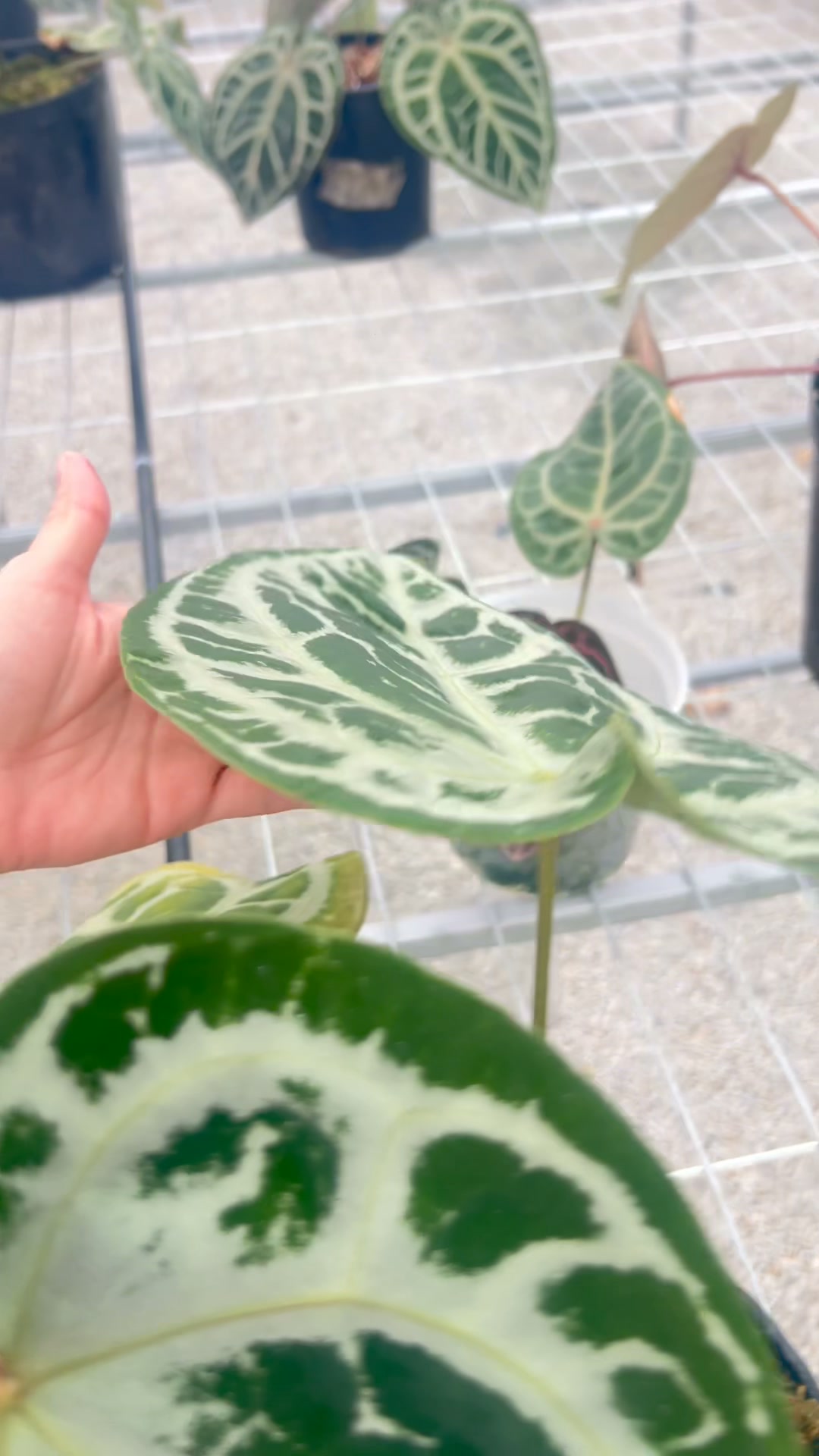 Skg Pink Lemonade x RC x Michelle Long x Zara | The PlantStation