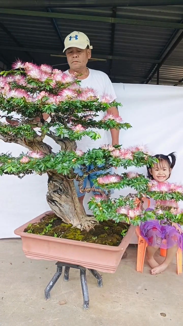 #อัพเดทบอนไซไม้ดอกพู่จอมพลไม้แอบซากให้ชมตอนเย็นครับ | Anuruk Bonsai