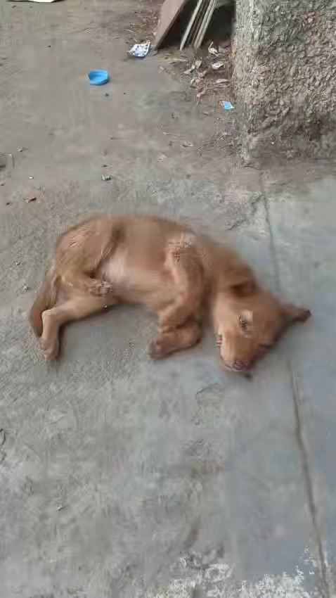 Rescued puppy needs urgent medical help after being dropped by kids