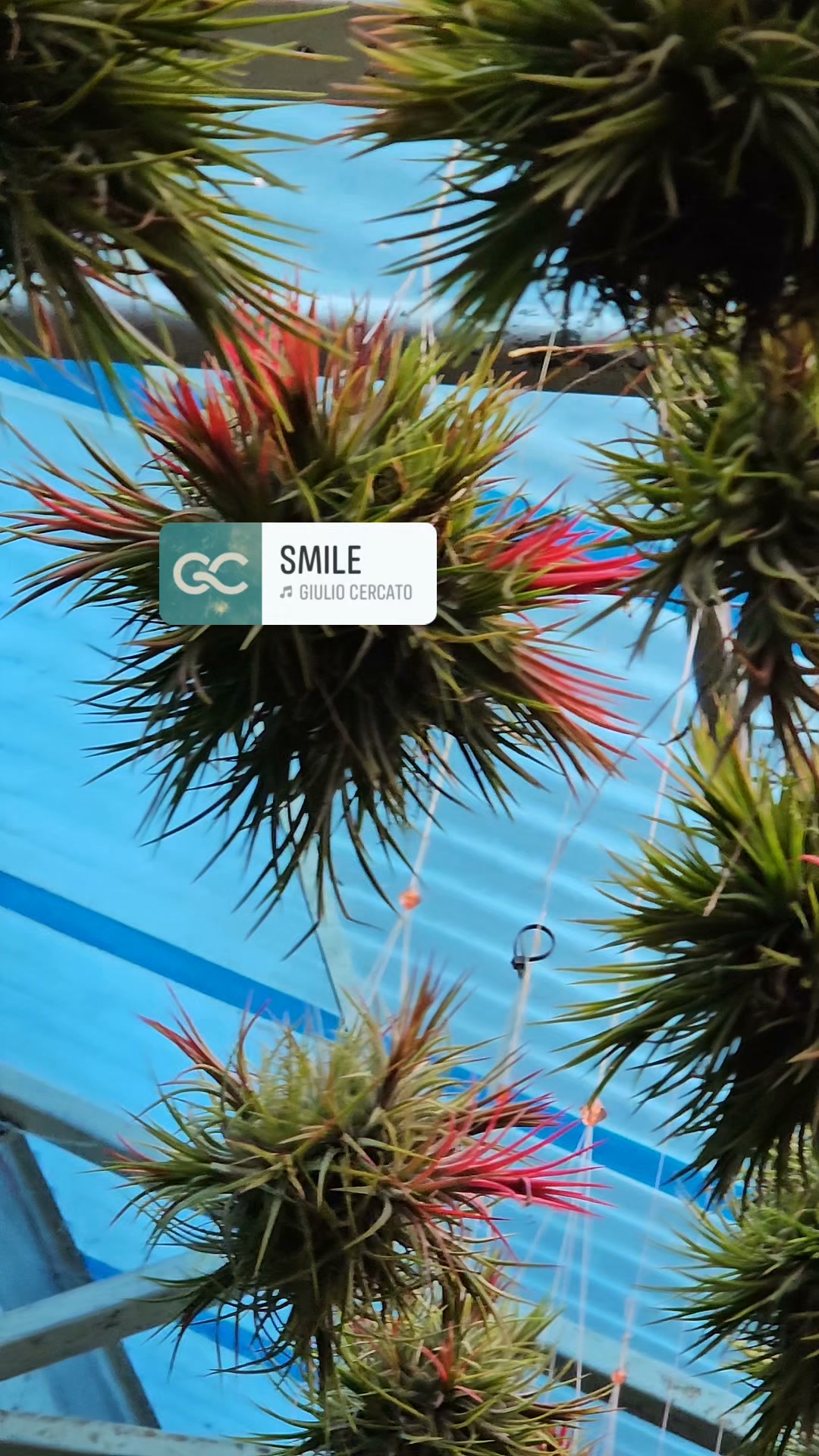 Tillandsia concolor Red Prince: The normal Tillandsia concolor has