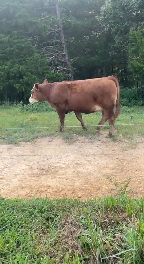 Red Ridge Farm