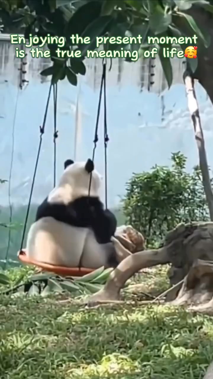 The cute pandas are also leisurely enjoying their weekend vibes! 🐼🌿 # ...