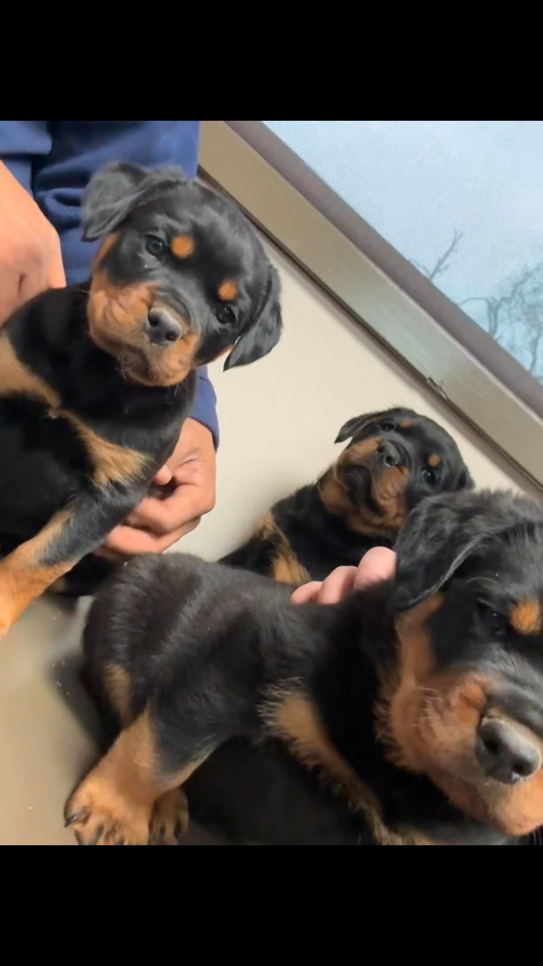 #CuteLittlePuppies #Adorable #RottieLove #RottweilerWorld | Rottie ...