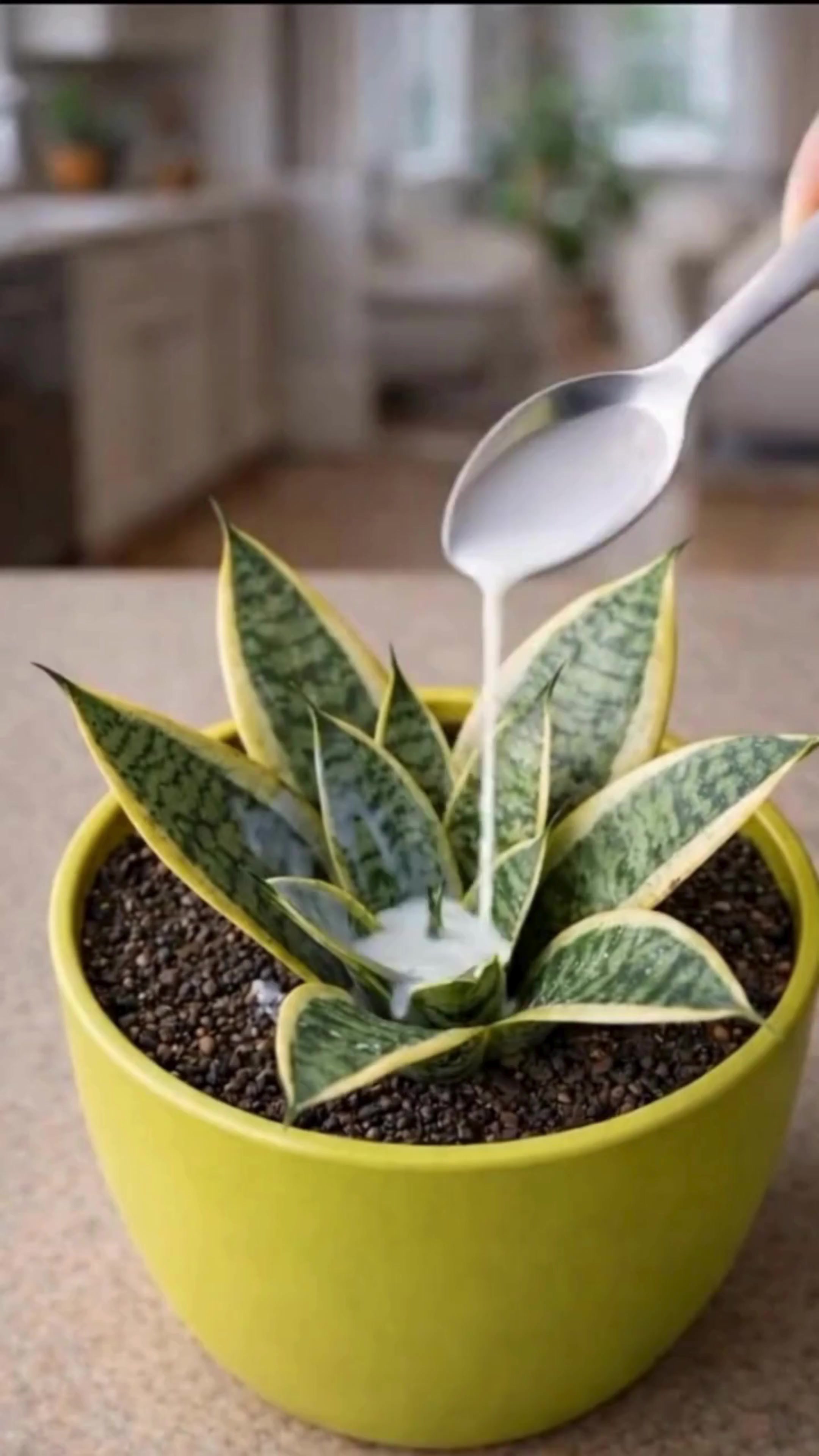 Comment faire fleurir et parfumer une sansevieria plus longtemps 👇 | C ...