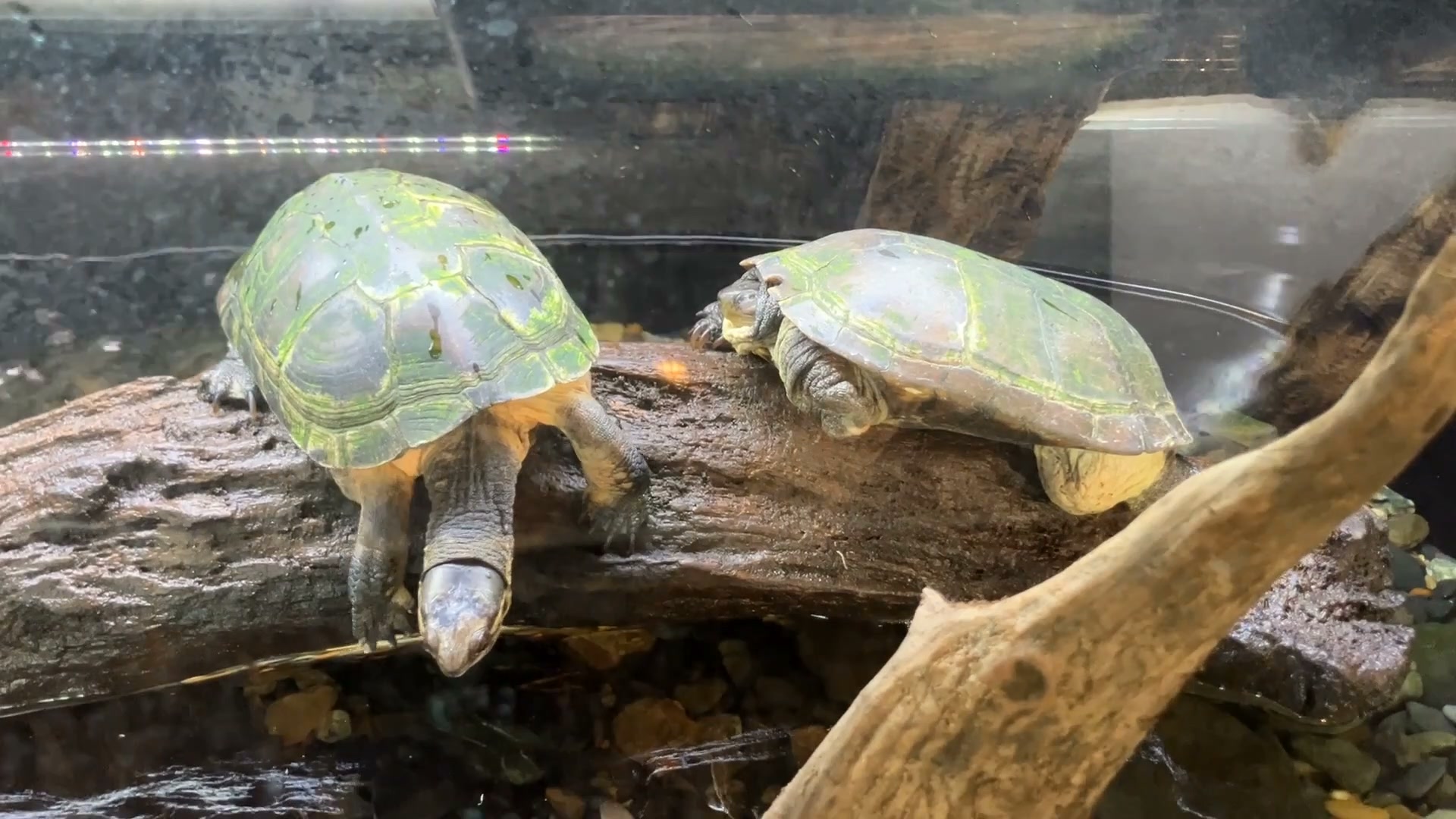 以前ご紹介したオオサンショウウオぬいぐるみ ちょっと大きすぎるよ