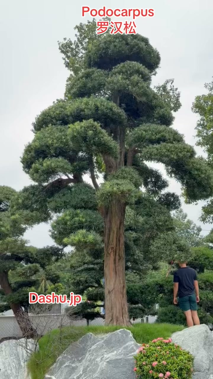 We export Japanese garden trees and bonsai. 我们出口日本庭园树木和