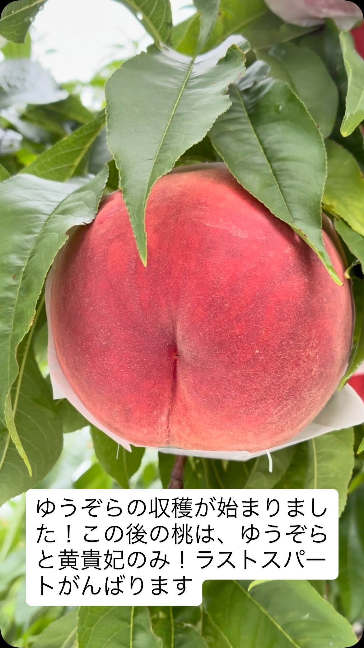 桃の収穫をスタートして、はや1ヶ月。休みなく毎日収穫して、だいぶ