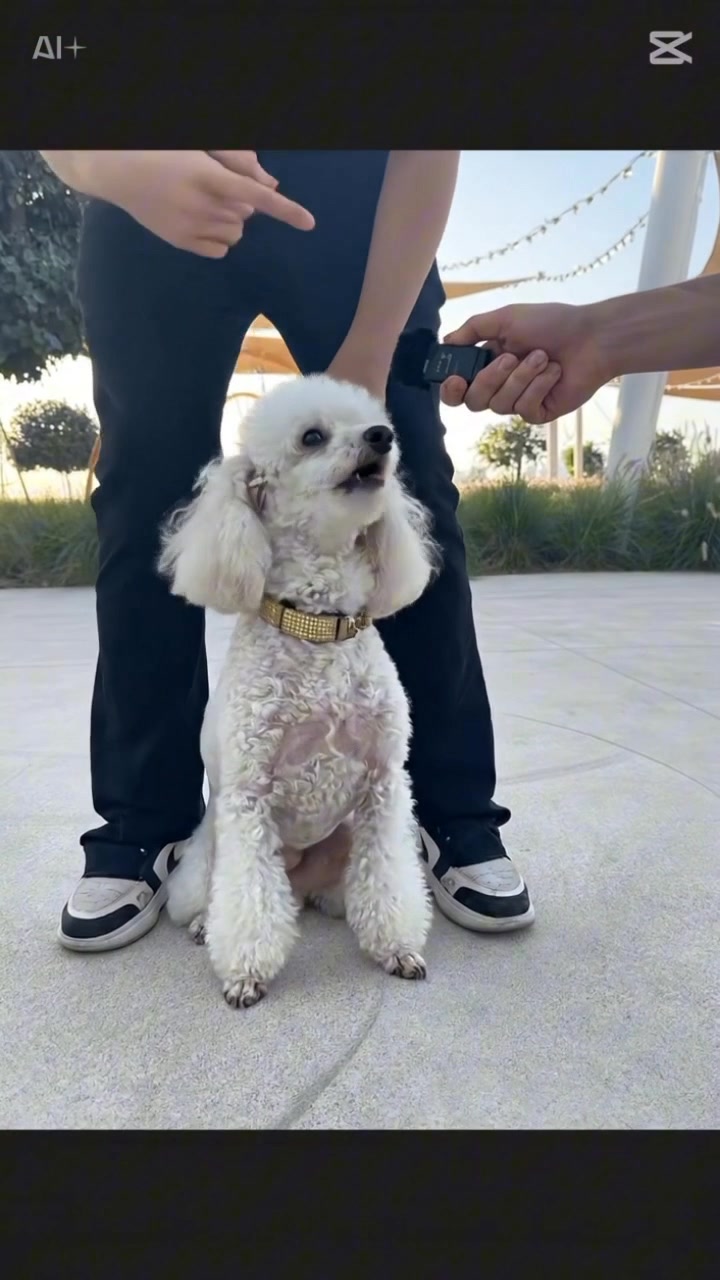 Jadore is the rapper now 😂 #dog #poodle | Rifinegirl | Facebook