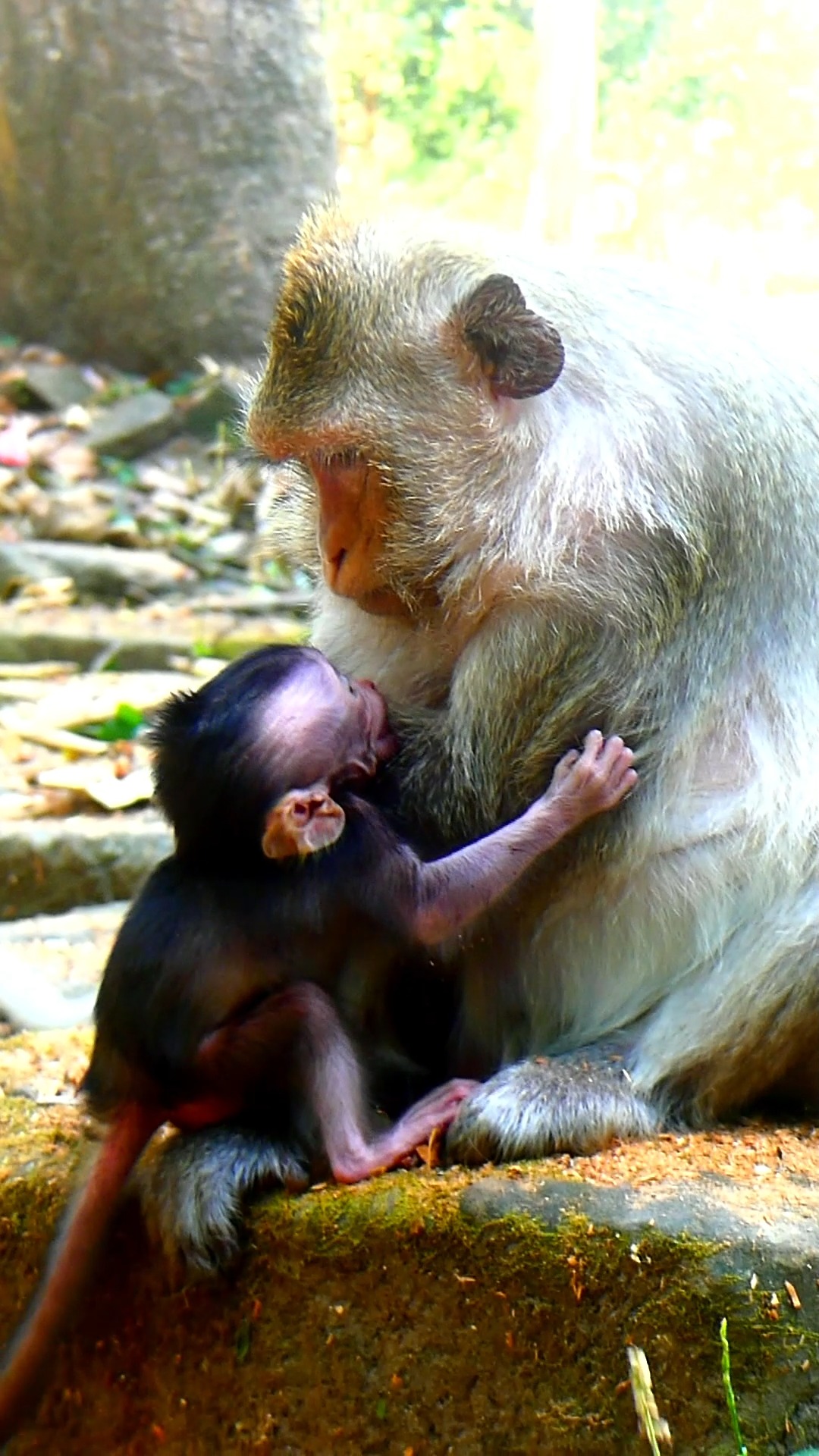 Bessie so mad at mom for milk break | Hello Monkey | Facebook