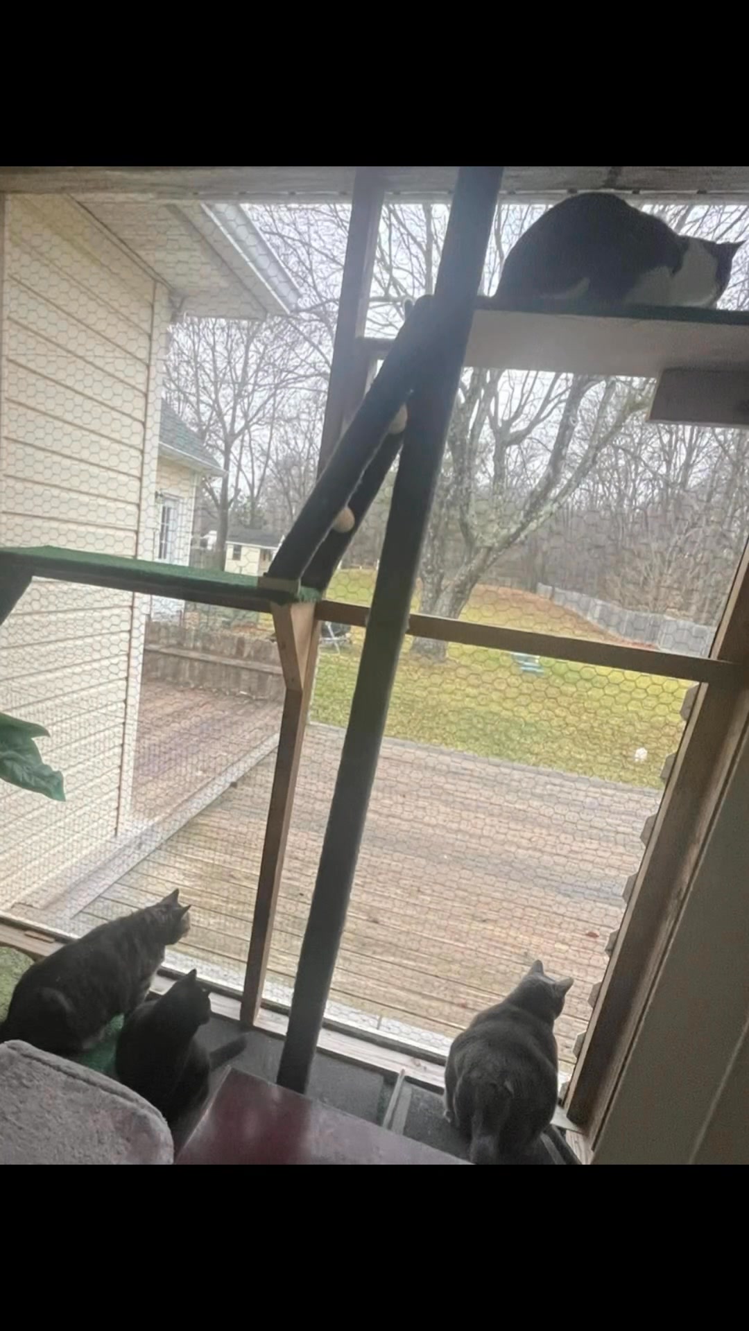 Visual Reference: Professional Bird Watchers Hubby Built Them A Catio So They