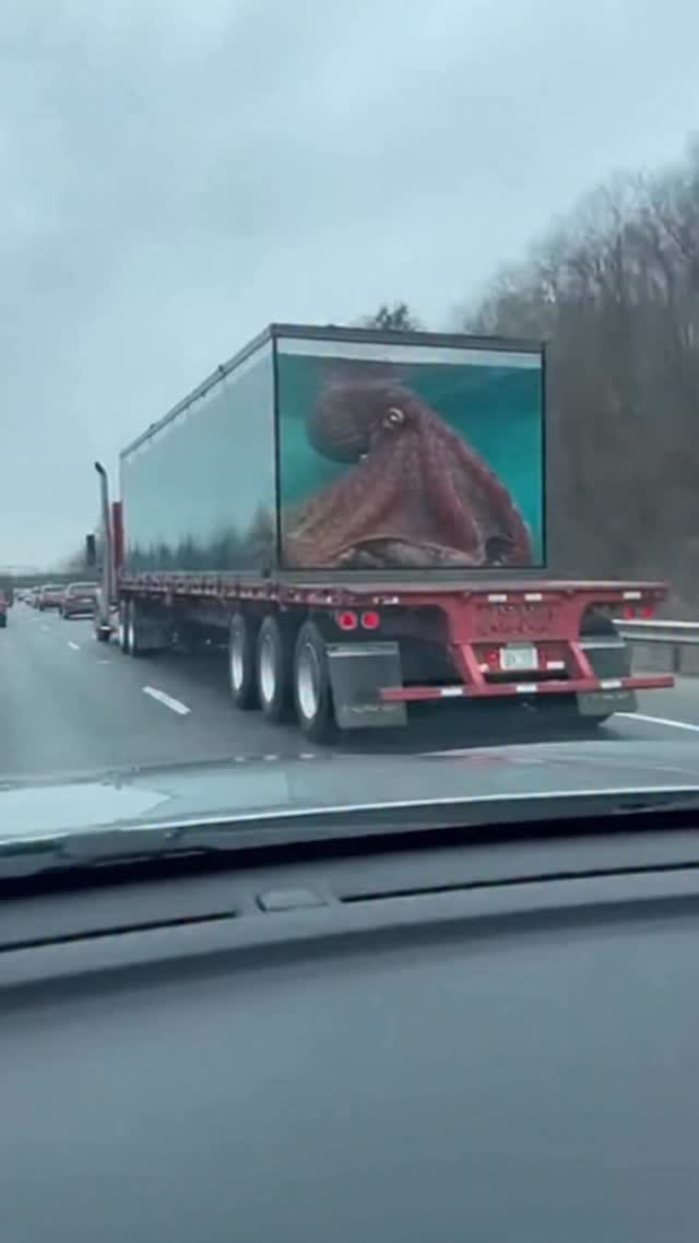 OCTOPUS ESCAPE ON THE HIGHWAY?! 🐙 They were transporting a giant ...