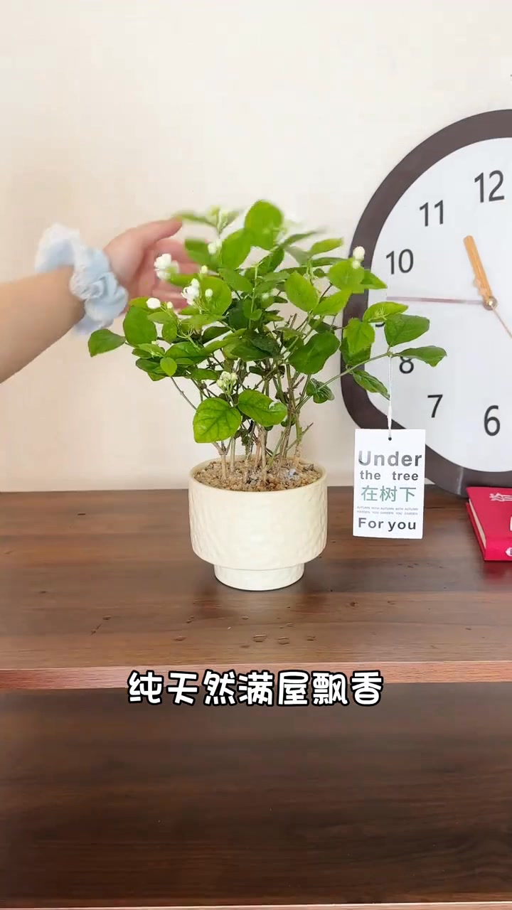 香水茉莉花 茉莉花 盆栽 茉莉花 香水茉莉濃香茉莉花盆栽驅蟲輻蚊四季