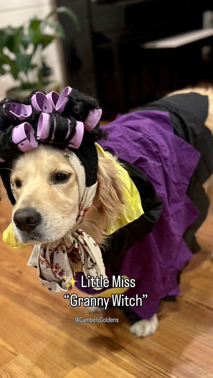 My dogs put on their favorite costumes! #dog #goldenretriever
