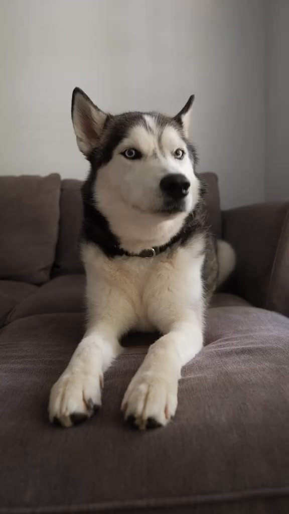 hes a rapper #dogs #129 | Moon and Shadow | Facebook