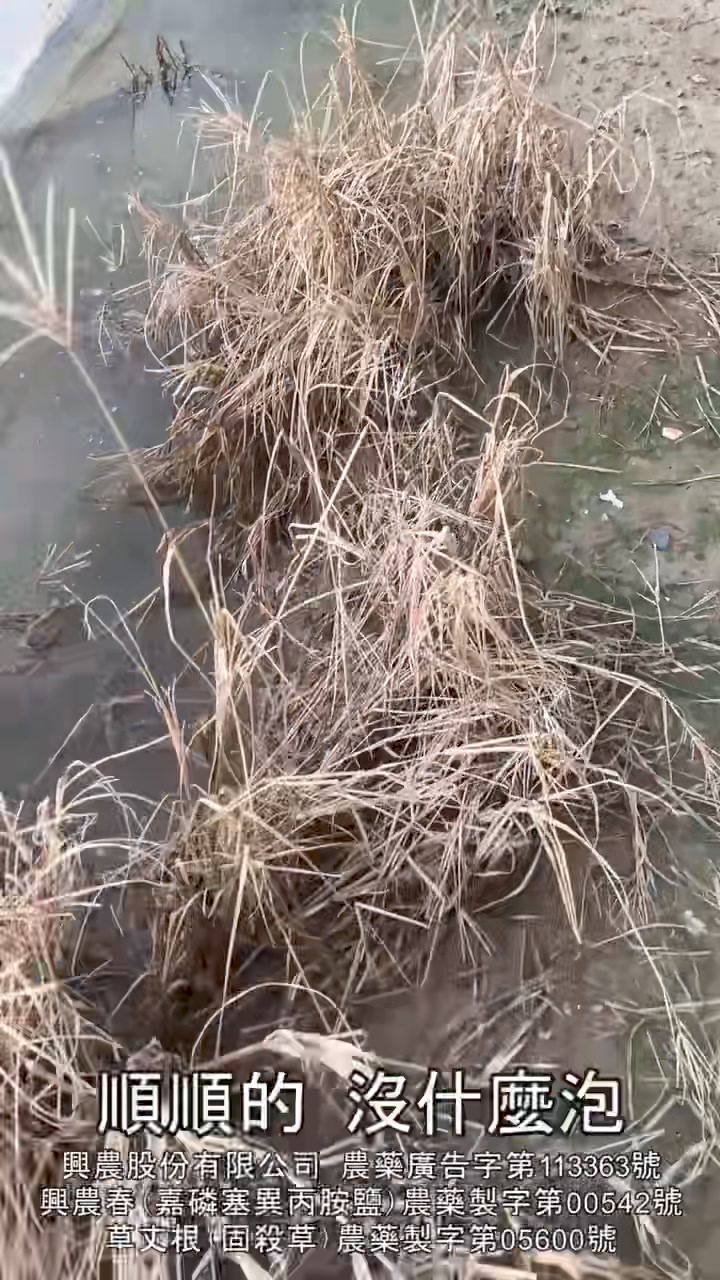 颱風掠過 陣雨除草驚無效？ 選擇草丈根 噴草袂了工！ #興農草丈根 | By 興農供應中心