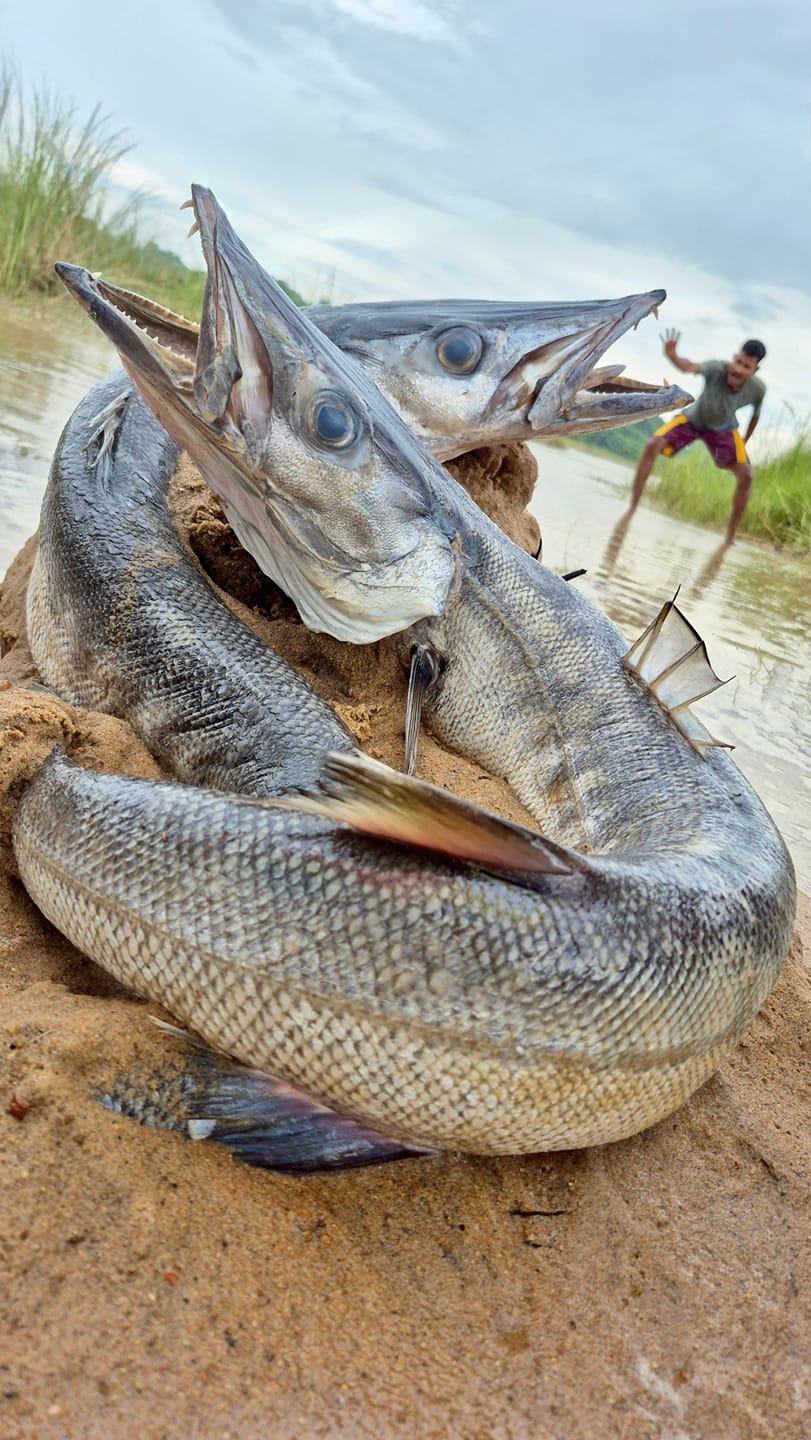 WOW amazing big stuck monster fish found river side underground #fish # ...