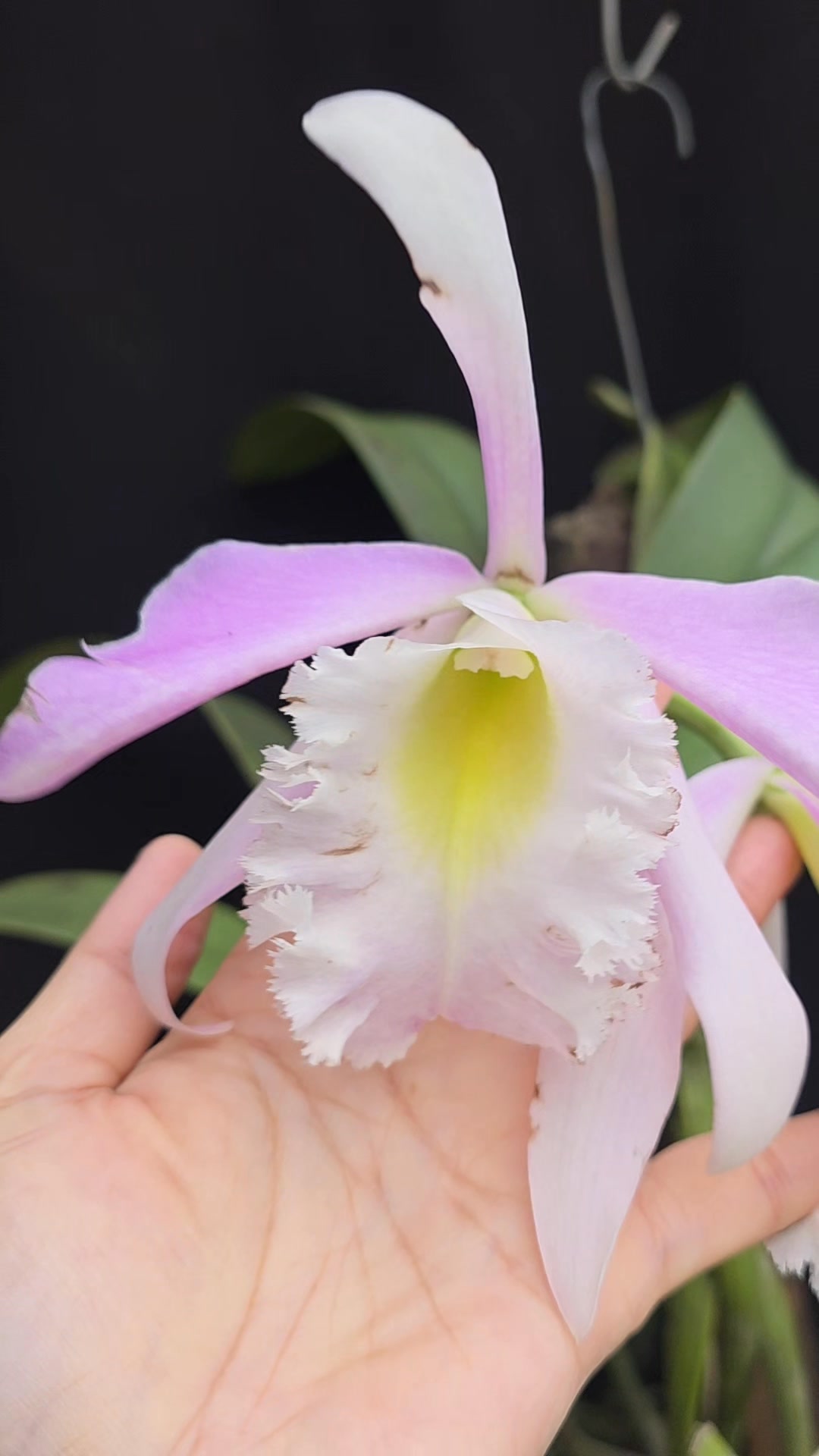 Rlc.Terepaima (C.maxima x Rl.digbyana) Fragrant..