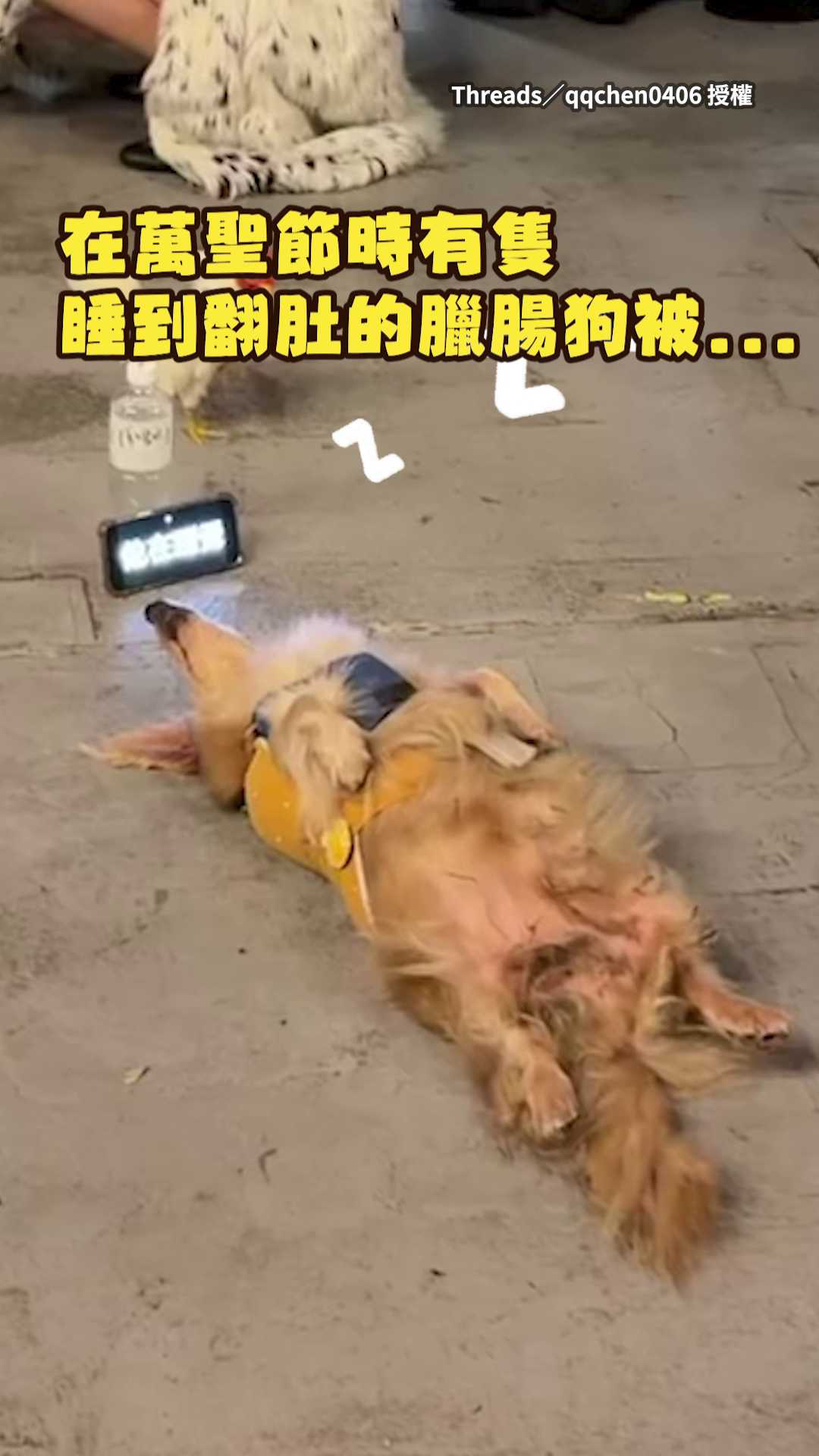 【真狗比扮裝搶眼】萬聖節街頭最紅明星 睡翻的臘腸狗連雞也來看XD 影片授權：Threads／qqchen0406 #即新聞 | 即新聞 ...