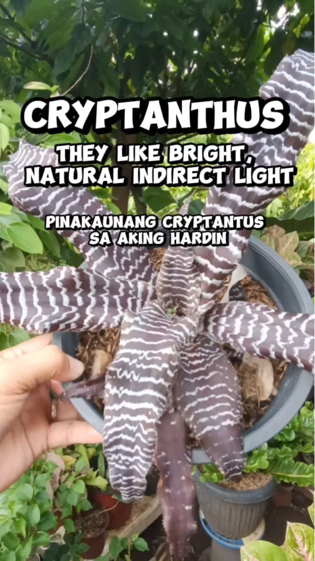 Cryptanthus 'Love Potion # 9' ready to bloom.