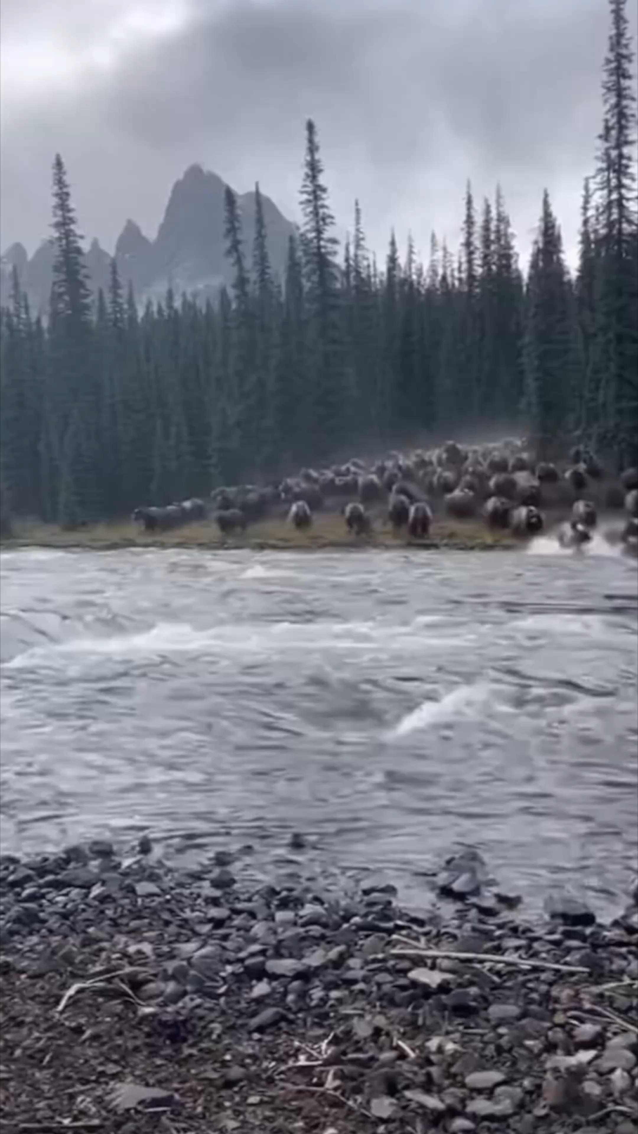 Herd of Bears Rush River in Stunning Scene Caught on Camera! A ...