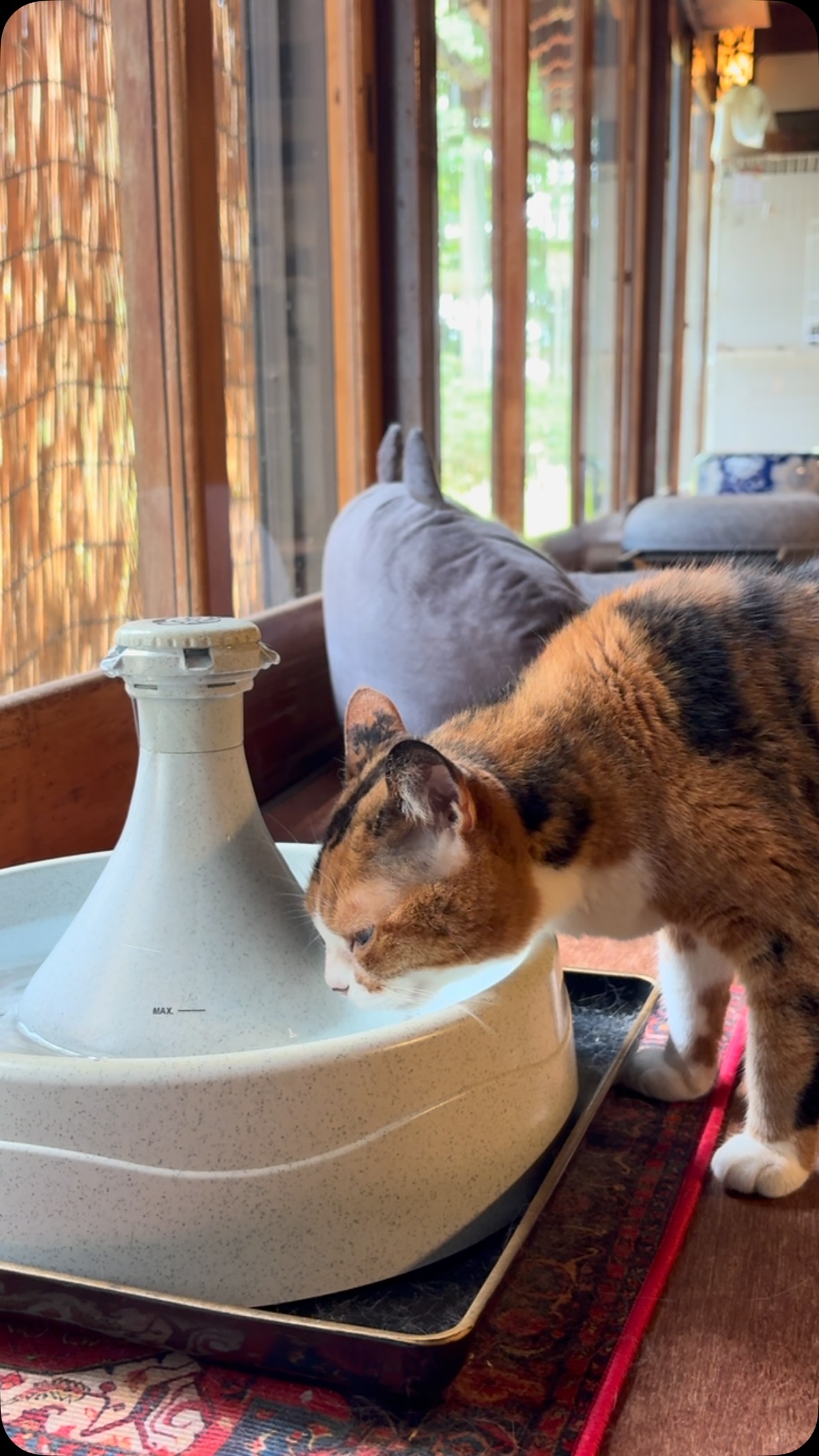 月 猫 カフェ