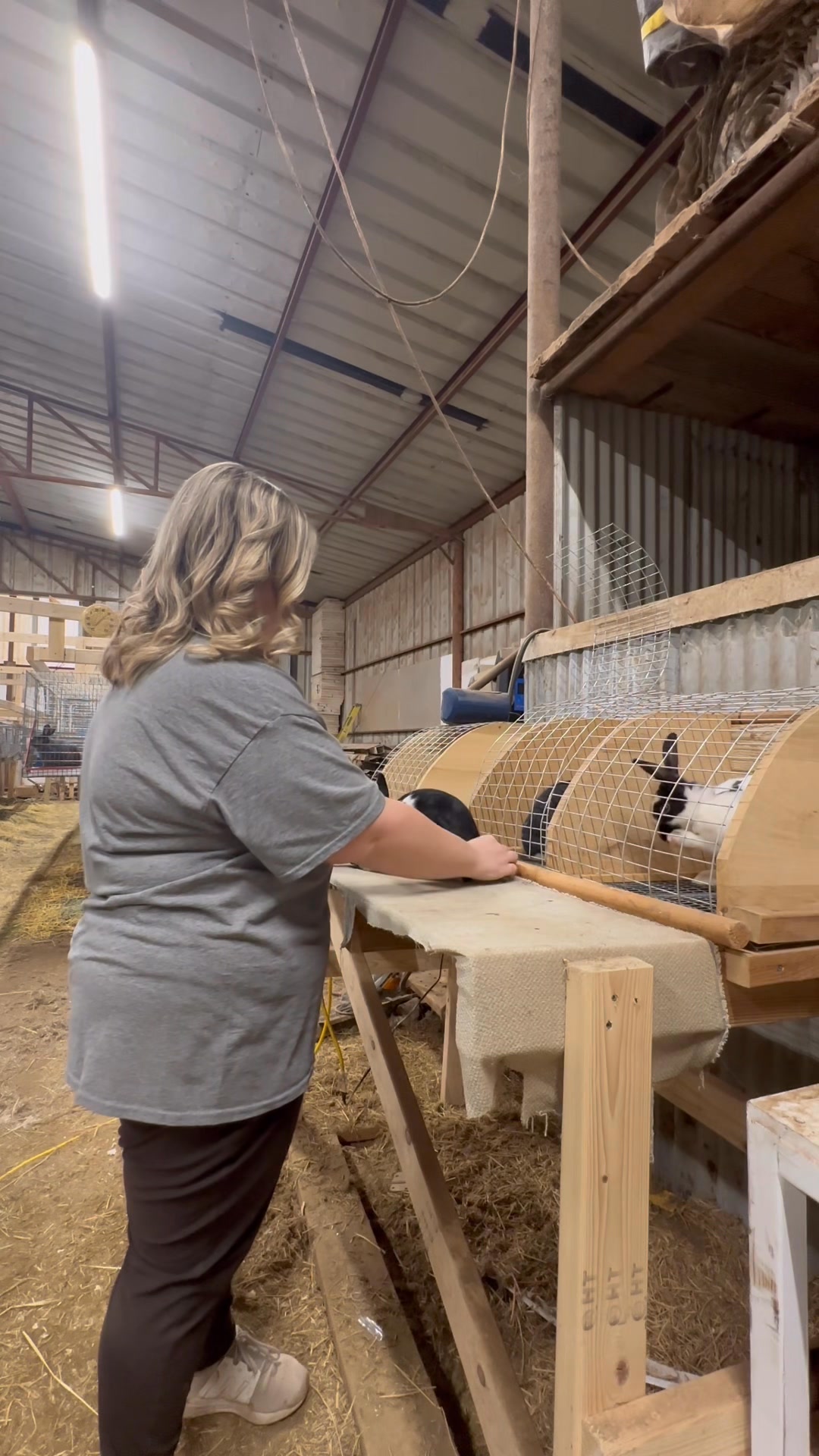 Katie evaluates some young juniors and future show rabbits- She talks ...