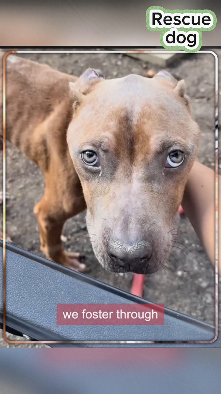 Rescue dog was so sick but all he wanted was a hug 🐾 ️. #rescuedog # ...