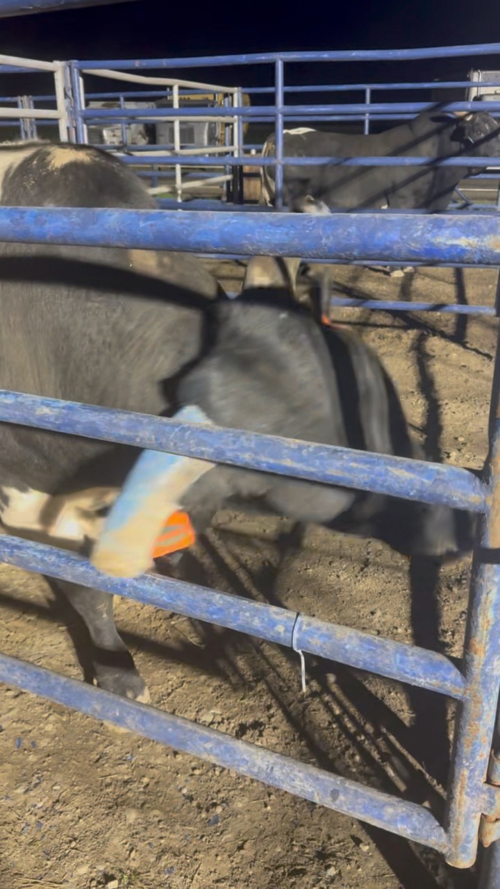 We get to bull housing for the Sacramento PBR and the first thing BRUNT ...