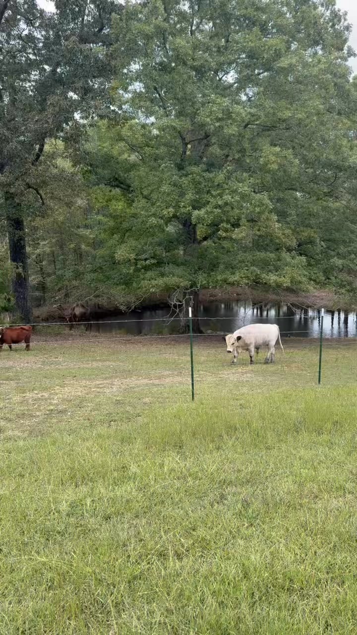 Fussy Hank as usual 🙈 | Clanton Ridge Farm | Facebook