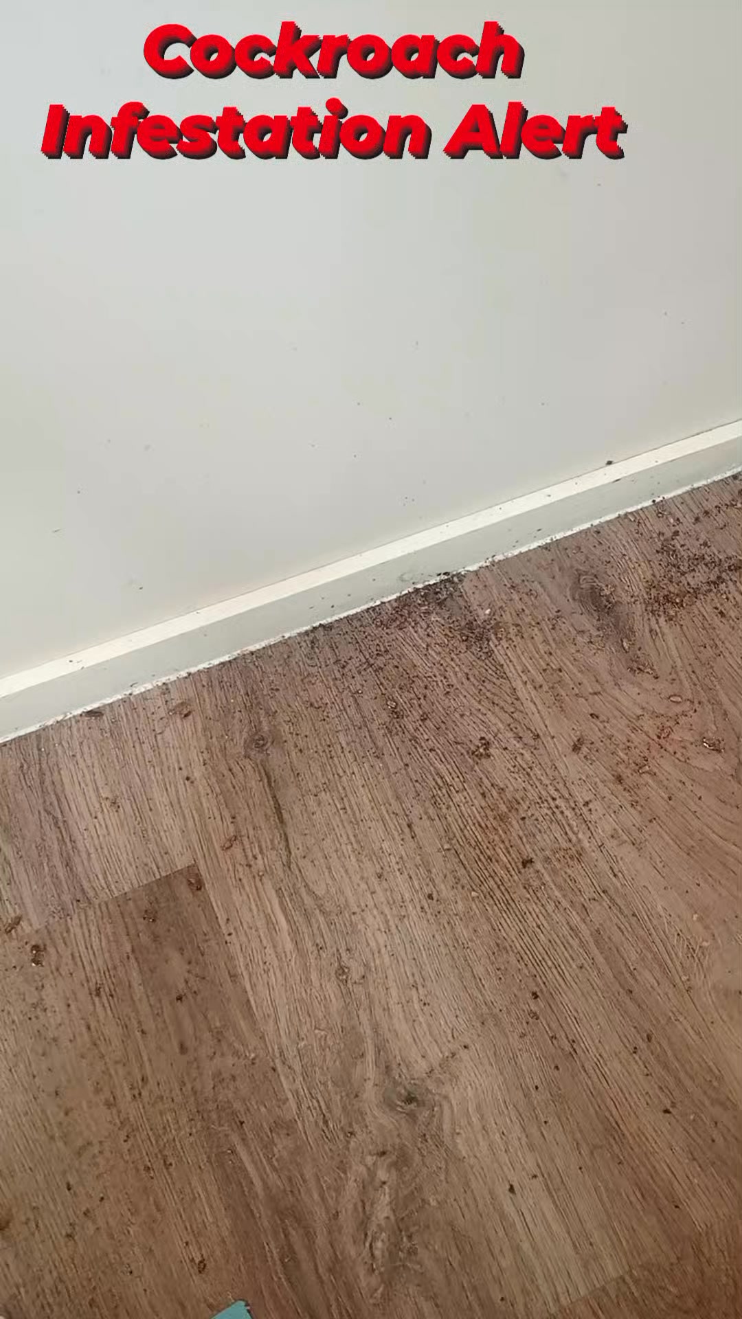 Droppings, shed skins, and signs of a serious roach problem. Watch this ...