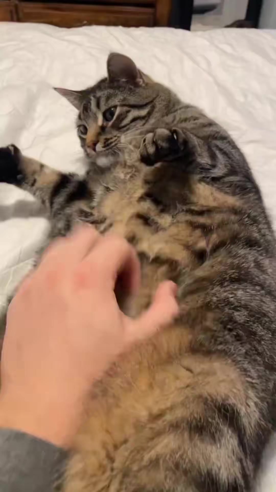 Signs your Cat is living their best life!😻 #cutecatsoftiktok #catso ...