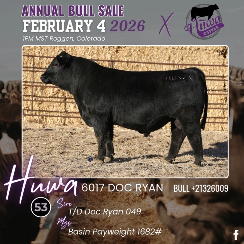 🚨 HUWA CATTLE – ANNUAL BULL SALE 🚨 📅 Wednesday, February 4, 2026 | ⏰ 1: ...