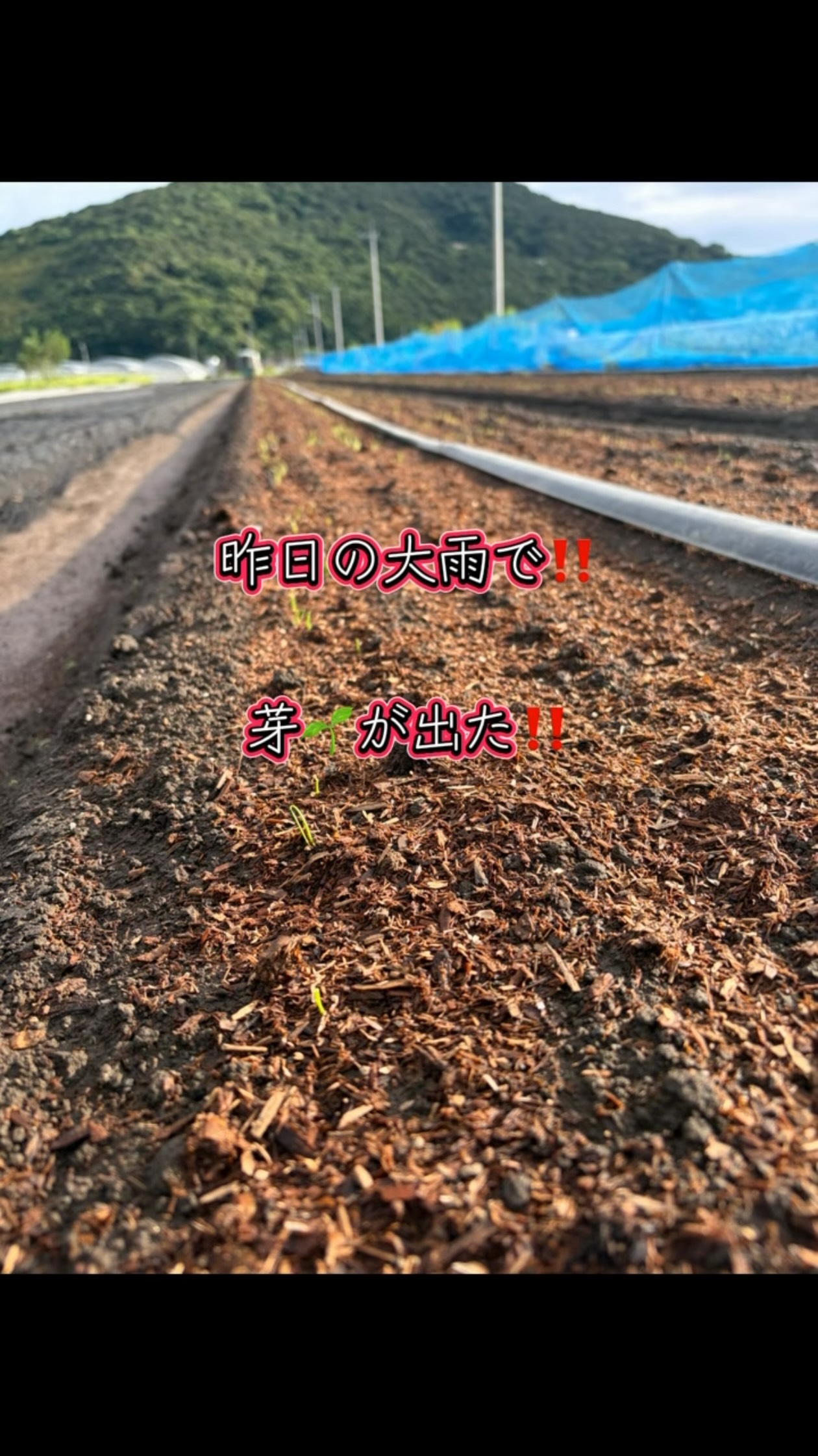 株式会社 子出藤農園 | Kumamoto-shi Kumamoto