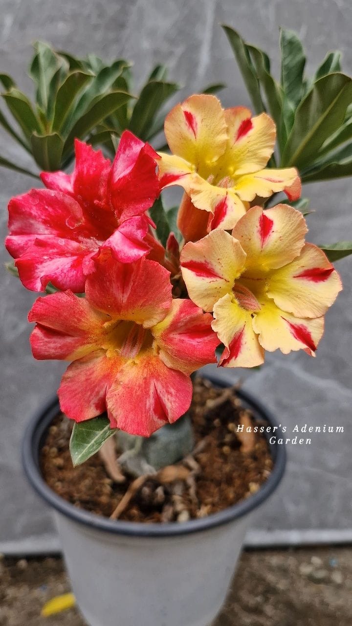 My single petal seed grown adenium... Heavy bloomer and color changing ...