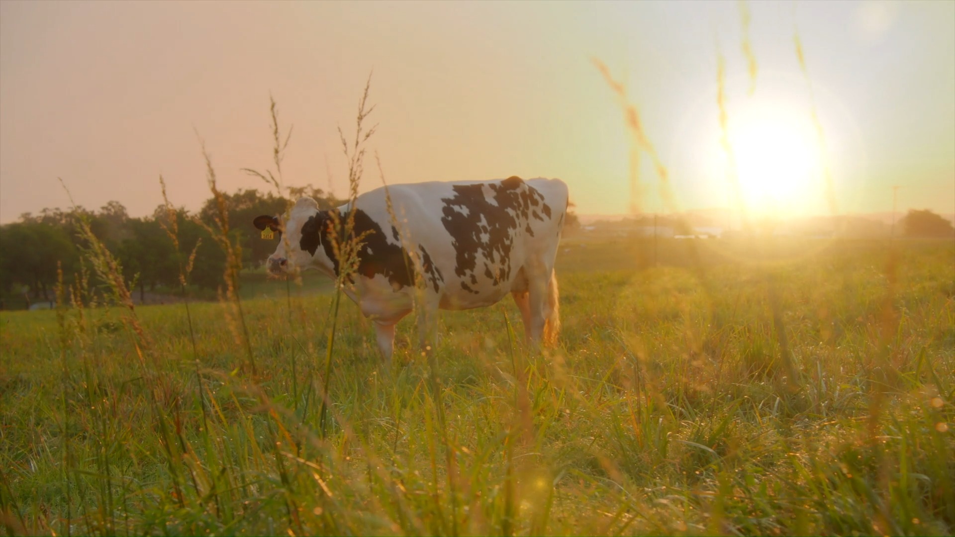 🐄🍦 From Cow to... - Keeter Center at College of the Ozarks | Facebook