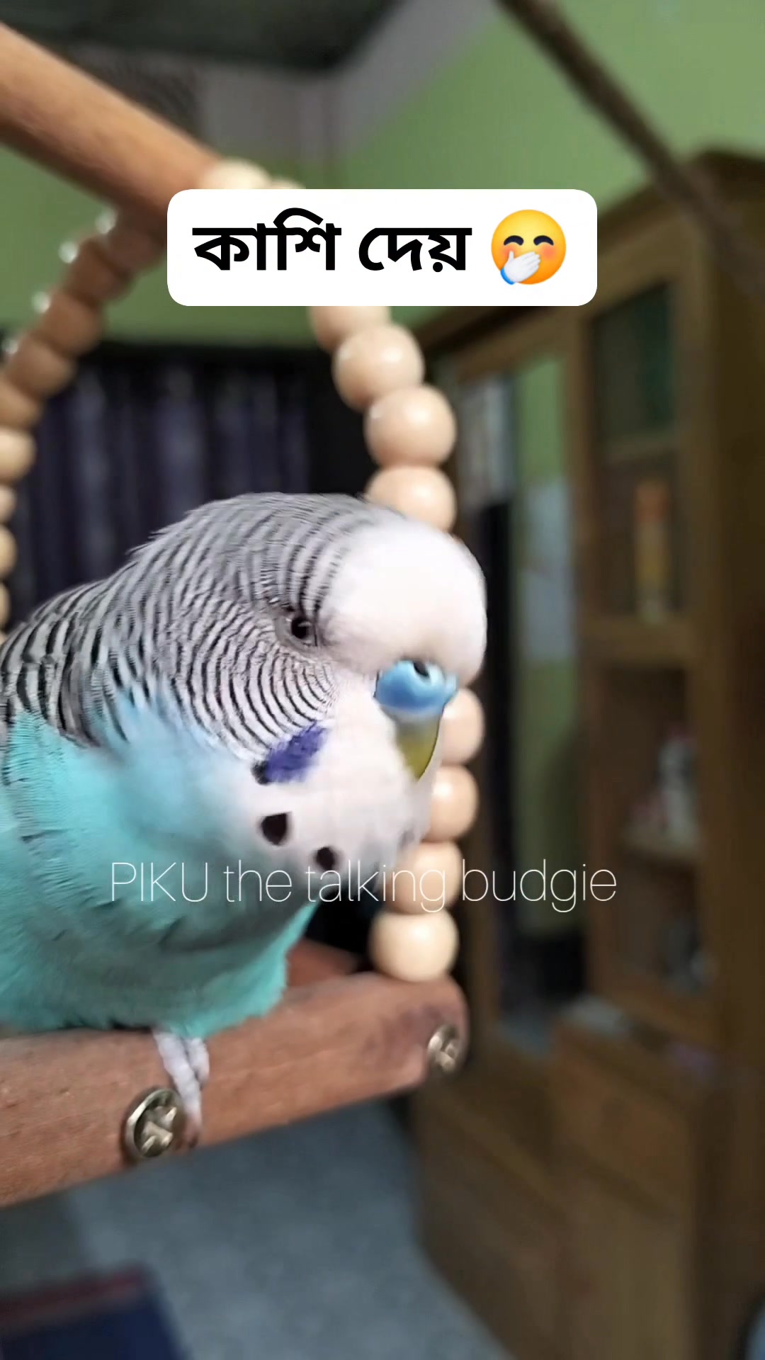 কাশি দেয় 🤭🤣 | PIKU the talking budgie | Facebook