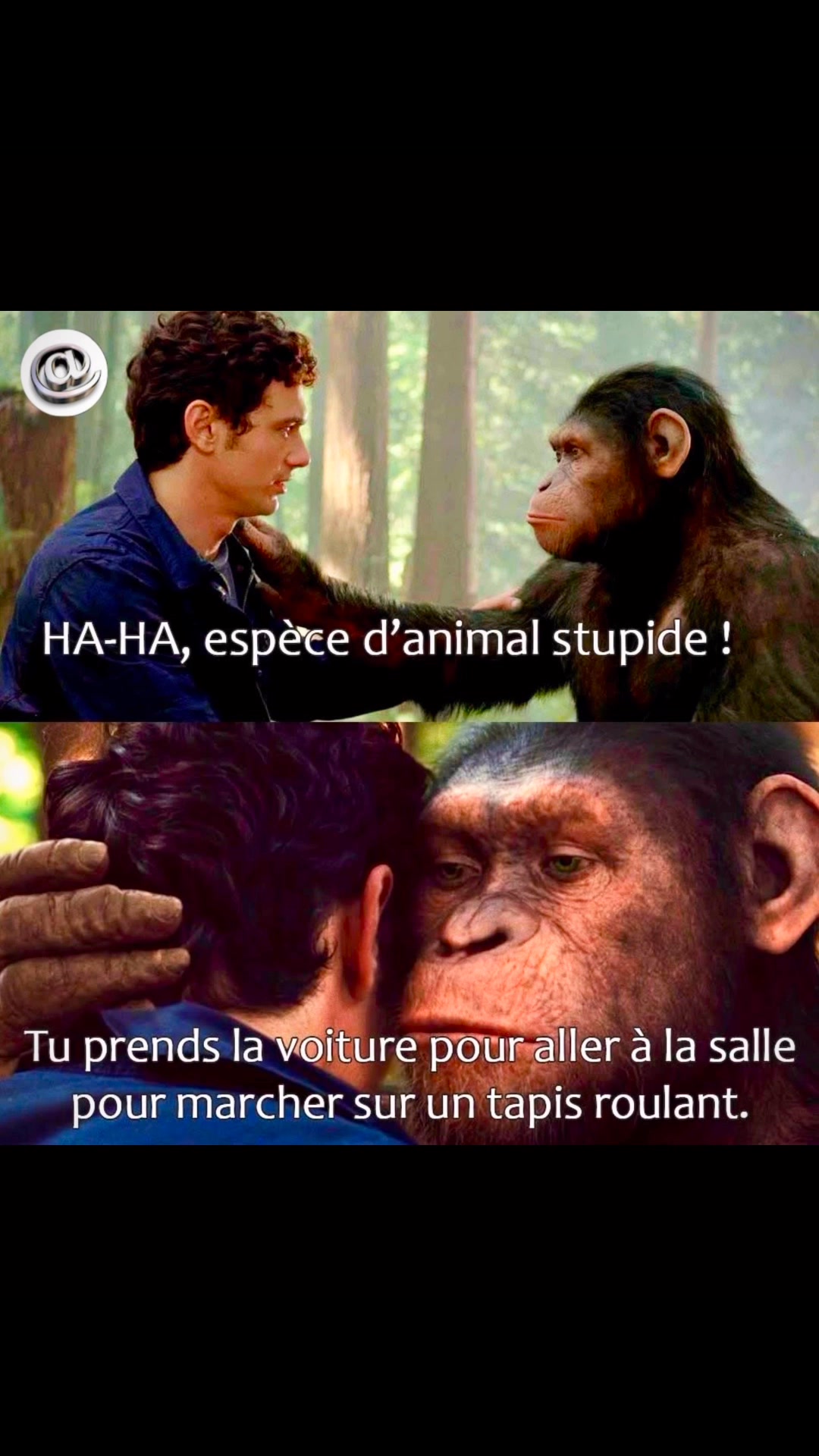 Préparez-vous à rire avec notre compilation hilarante de mêmes de chats ...