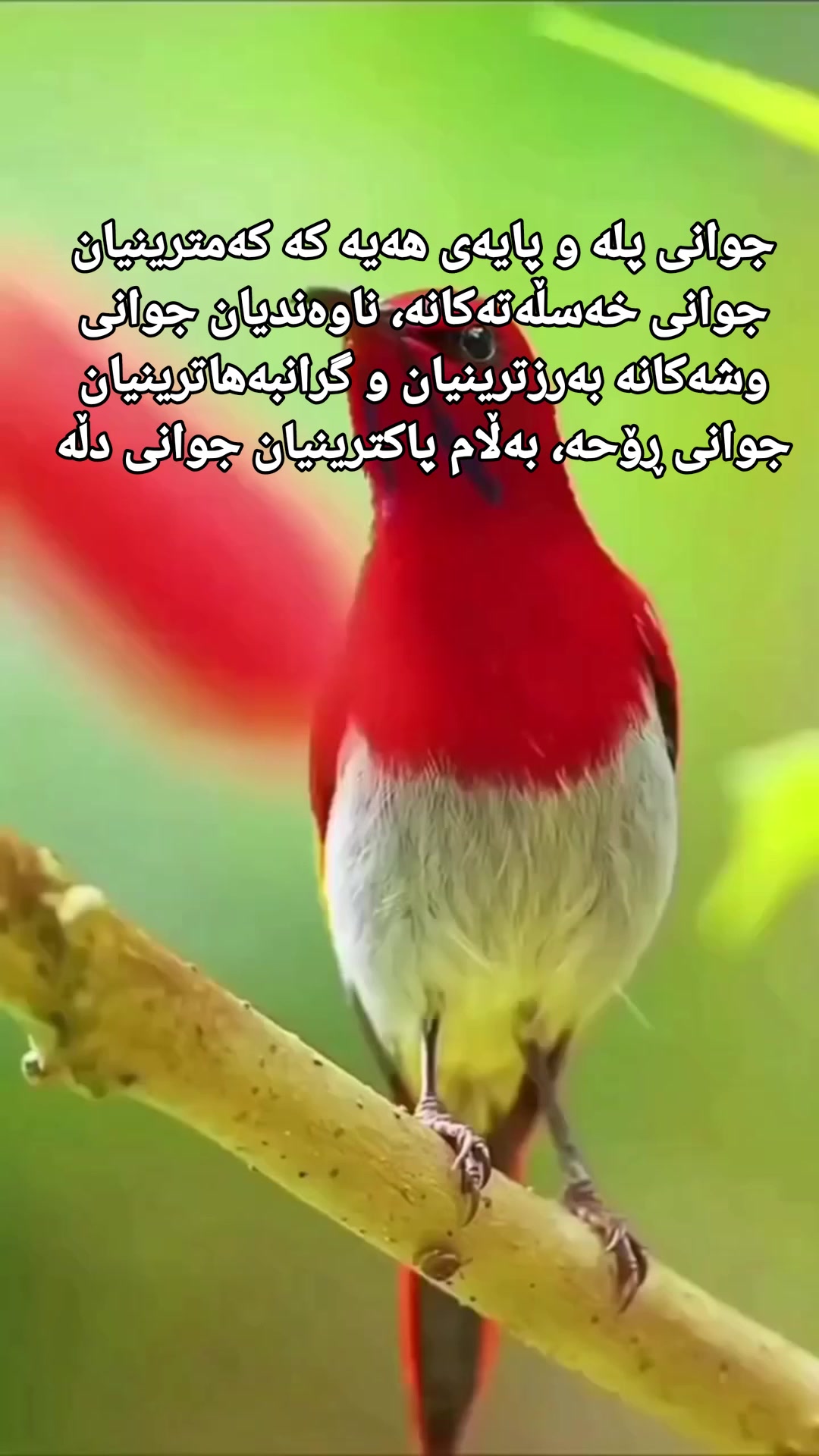 جوانی پلە و پایەی هەیە کە کەمترینیان جوانی خەسڵەتەکانە، ناوەندیان جوانی ...