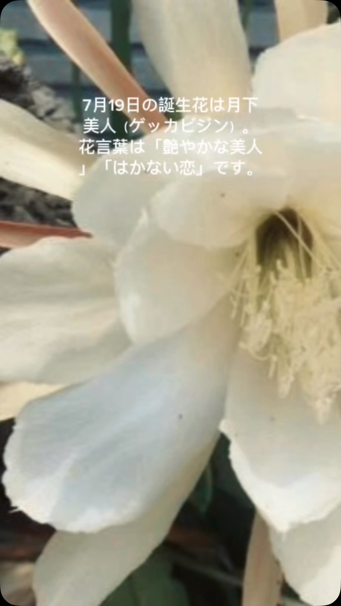 7月19日の誕生花は月下美人（ゲッカビジン）。花言葉は「艶やかな美人