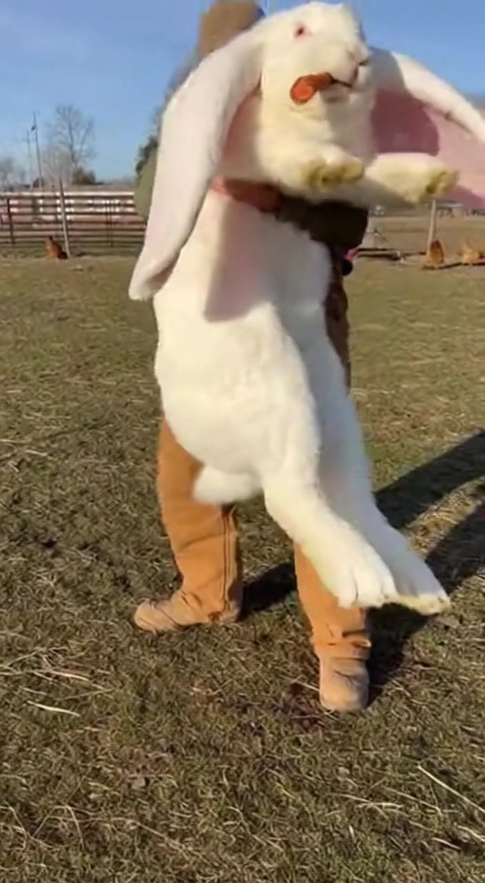 Huge Rabbit, Tiny Carrot! Watch this giant rabbit munch on a carrot ...