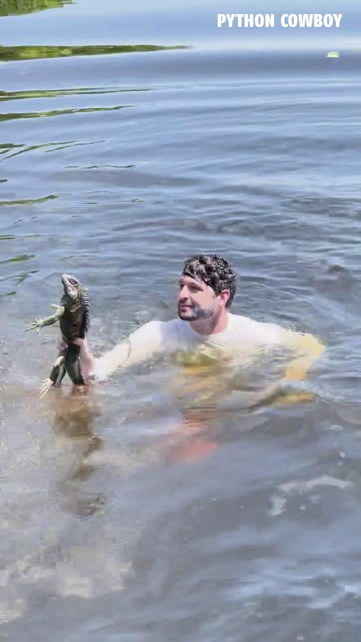 I thought for sure he lost this iguana with a DIVE like that! | Python ...
