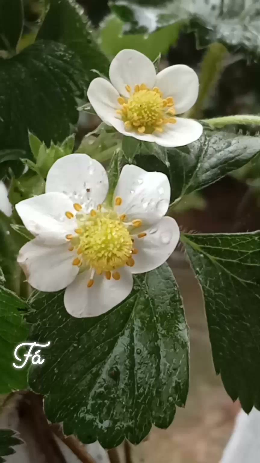 Flower Lovers | Facebook